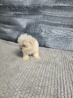 Lori, a female Maltese for sale in Montgomery, IN – 3 of 8