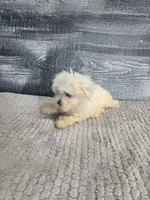 Abby, a female Maltese for sale in Montgomery, IN – 2 of 10