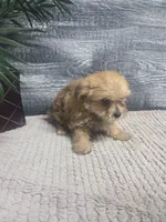 Zoey, a female Morkie for sale in Montgomery, IN – 3 of 9