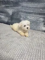 Abby, a female Maltese for sale in Montgomery, IN – 6 of 10
