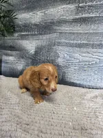 Kara, a female Miniature Dachshund for sale in Montgomery, IN – 4 of 8
