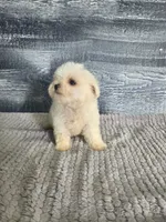 Bob, a male Maltese for sale in Montgomery, IN – 2 of 8