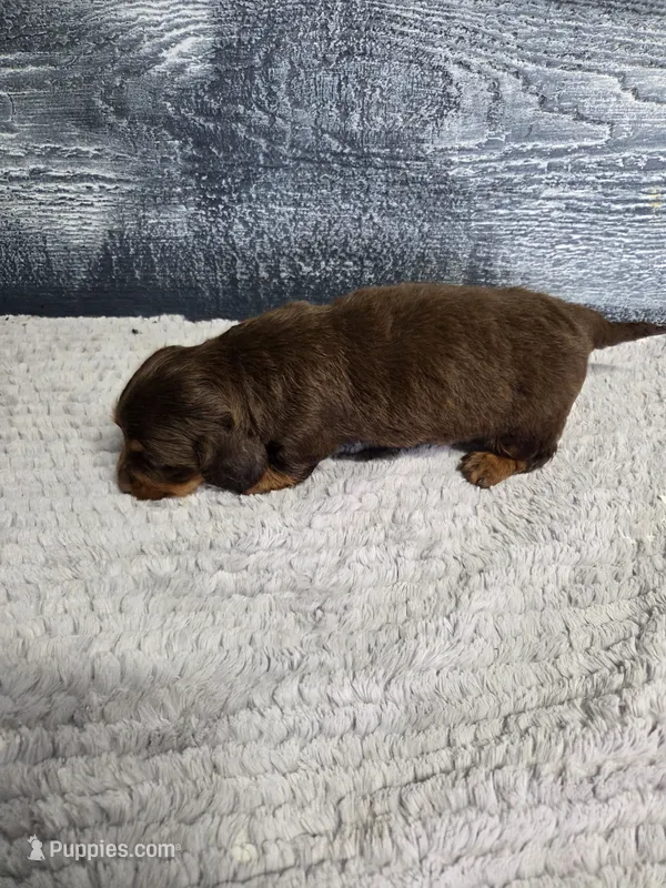 Toby – Dachshund puppy for sale in Montgomery, IN