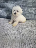 Abby, a female Maltese for sale in Montgomery, IN – 10 of 10