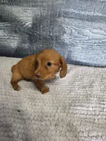 Chloe, a female Miniature Dachshund for sale in Montgomery, IN – 3 of 4