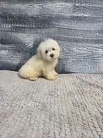Abby, a female Maltese for sale in Montgomery, IN – 4 of 10