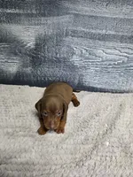 Lucy, a female Dachshund for sale in Montgomery, IN – 5 of 6