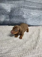 Lucy, a female Dachshund for sale in Montgomery, IN – 4 of 6