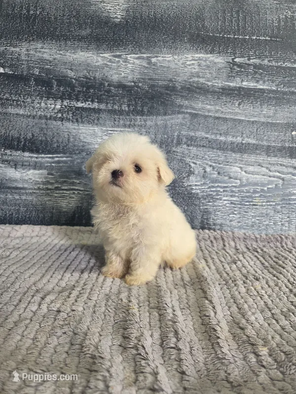 Bob – Maltese puppy for sale in Montgomery, IN