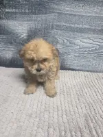 Zoey, a female Morkie for sale in Montgomery, IN – 7 of 9