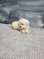 Abby, a female Maltese for sale in Montgomery, IN – 8 of 10