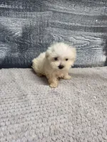 Anna, a female Maltese for sale in Montgomery, IN – 4 of 4