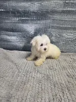 Abby, a female Maltese for sale in Montgomery, IN – 5 of 10