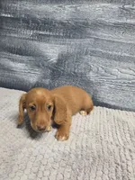 Zack, a male Miniature Dachshund for sale in Montgomery, IN – 5 of 9