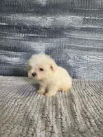 Bob, a male Maltese for sale in Montgomery, IN – 4 of 8