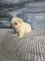 Lori, a female Maltese for sale in Montgomery, IN – 2 of 8