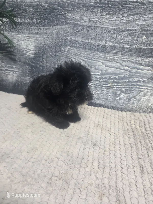 Tim – Morkie puppy for sale in Montgomery, IN