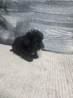 Tim, a male Morkie for sale in Montgomery, IN – 1 of 9