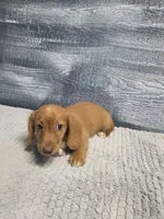 Zack, a male Miniature Dachshund for sale in Montgomery, IN – 6 of 9