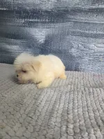 Lori, a female Maltese for sale in Montgomery, IN – 7 of 8