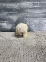 Anna, a female Maltese for sale in Montgomery, IN – 4 of 10