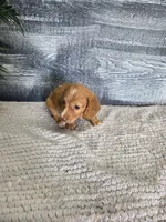 Kara, a female Miniature Dachshund for sale in Montgomery, IN – 2 of 8