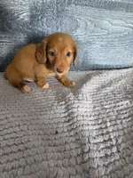 Zack, a male Miniature Dachshund for sale in Montgomery, IN – 3 of 5