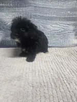 Tim, a male Morkie for sale in Montgomery, IN – 7 of 9