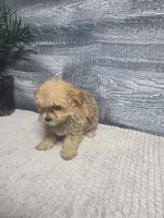 Zoey, a female Morkie for sale in Montgomery, IN – 5 of 9