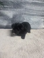 Tim, a male Morkie for sale in Montgomery, IN – 4 of 9