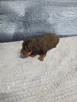Toby, a male Dachshund for sale in Montgomery, IN – 3 of 7