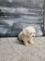 Abby, a female Maltese for sale in Montgomery, IN – 2 of 4