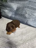 Max, a male Dachshund for sale in Montgomery, IN – 3 of 4
