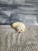 Bob, a male Maltese for sale in Montgomery, IN – 6 of 8