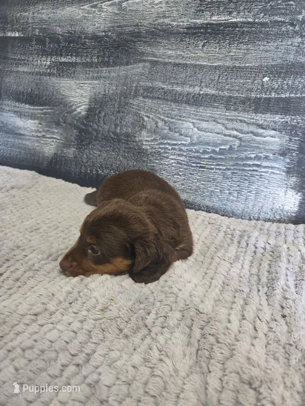 Max – Dachshund puppy for sale in Montgomery, IN