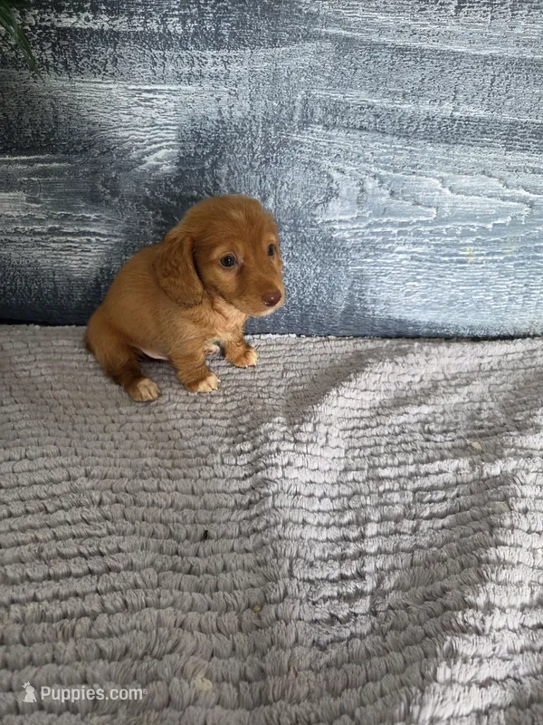 Zack – Miniature Dachshund puppy for sale in Montgomery, IN