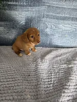 Zack, a male Miniature Dachshund for sale in Montgomery, IN – 1 of 5