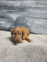 Zack, a male Miniature Dachshund for sale in Montgomery, IN – 9 of 9