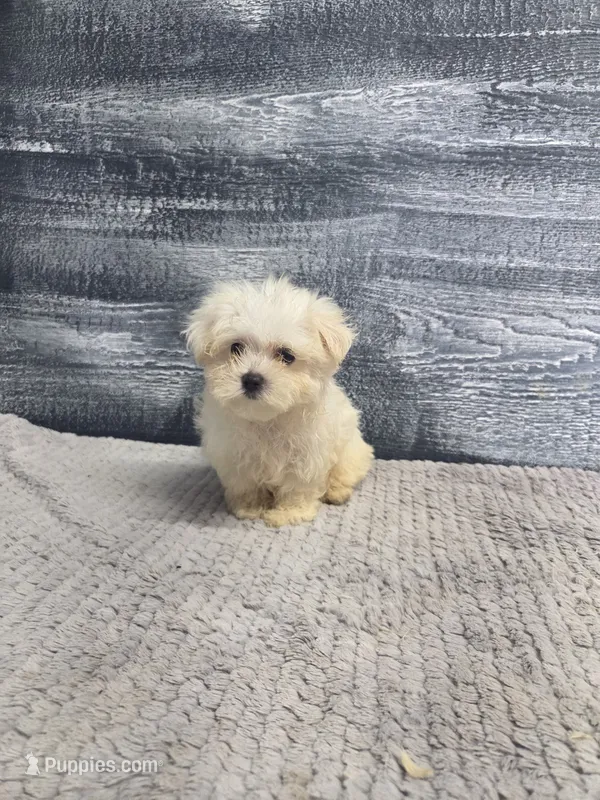 Anna – Maltese puppy for sale in Montgomery, IN