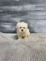 Anna, a female Maltese for sale in Montgomery, IN – 3 of 10