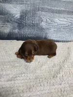 Max, a male Dachshund for sale in Montgomery, IN – 4 of 4