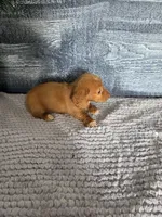 Zack, a male Miniature Dachshund for sale in Montgomery, IN – 5 of 5