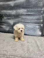 Abby, a female Maltese for sale in Montgomery, IN – 3 of 4