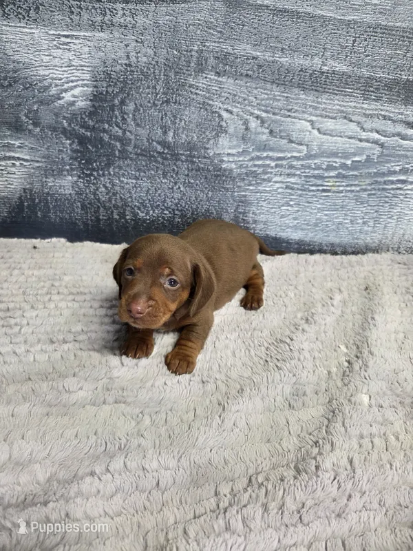 Lucy – Dachshund puppy for sale in Montgomery, IN
