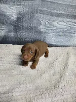Lucy, a female Dachshund for sale in Montgomery, IN – 1 of 6