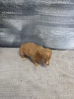 Kara, a female Miniature Dachshund for sale in Montgomery, IN – 8 of 8
