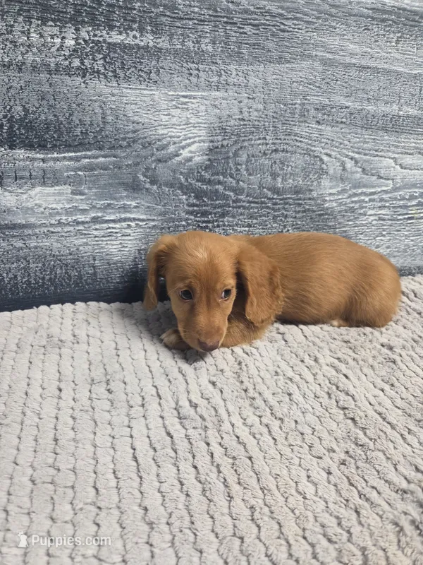 Zack – Miniature Dachshund puppy for sale in Montgomery, IN