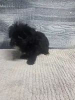 Tim, a male Morkie for sale in Montgomery, IN – 8 of 9