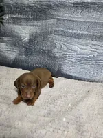 Lucy, a female Dachshund for sale in Montgomery, IN – 6 of 6