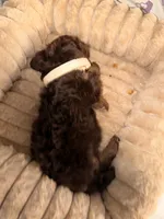 Juke, a male Cavapoo for sale in Wendell, NC – 2 of 2